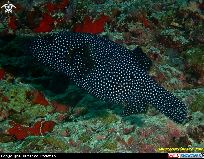 A Pesce palla 