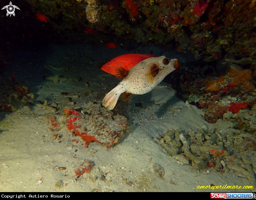 A Pesce Palla e Cernia Corallina 
