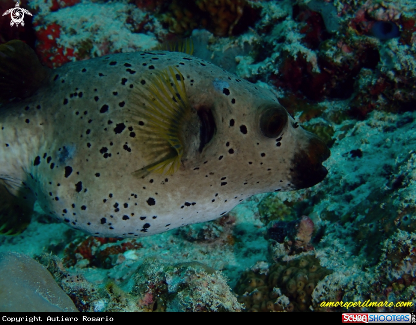 A Pesce Palla 