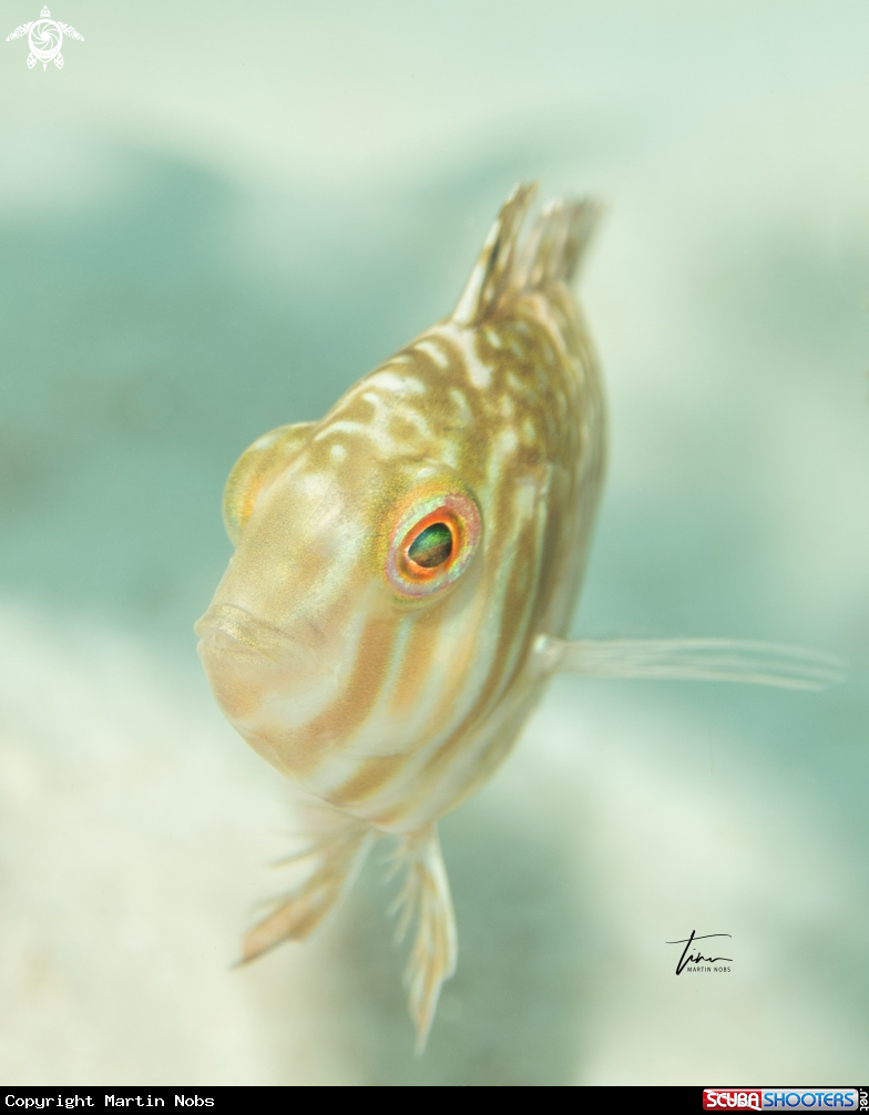 A Green Razorfish