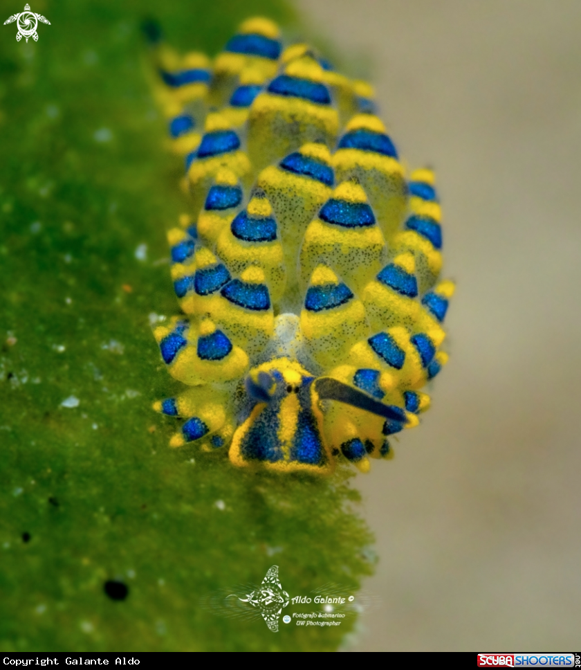 A Leaf slug or Leaf sheep (5 mm - 0.20 in) 