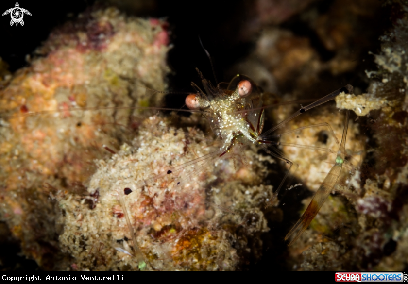 A Glass shrimp