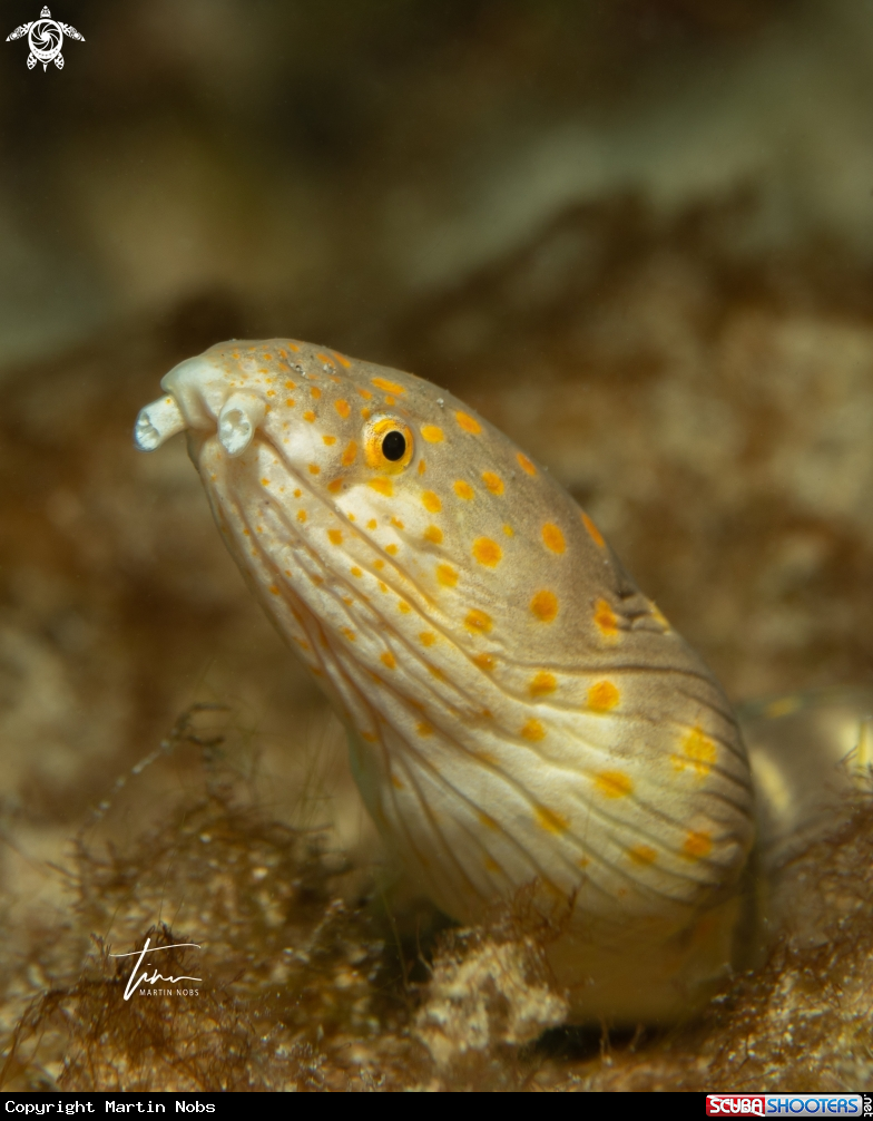 A Sharptail Snake eel