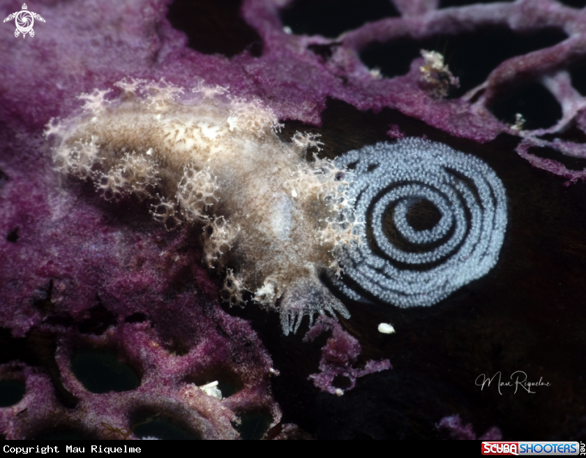 A Wells´ Tritonia