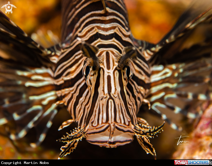 A Red Lionfish