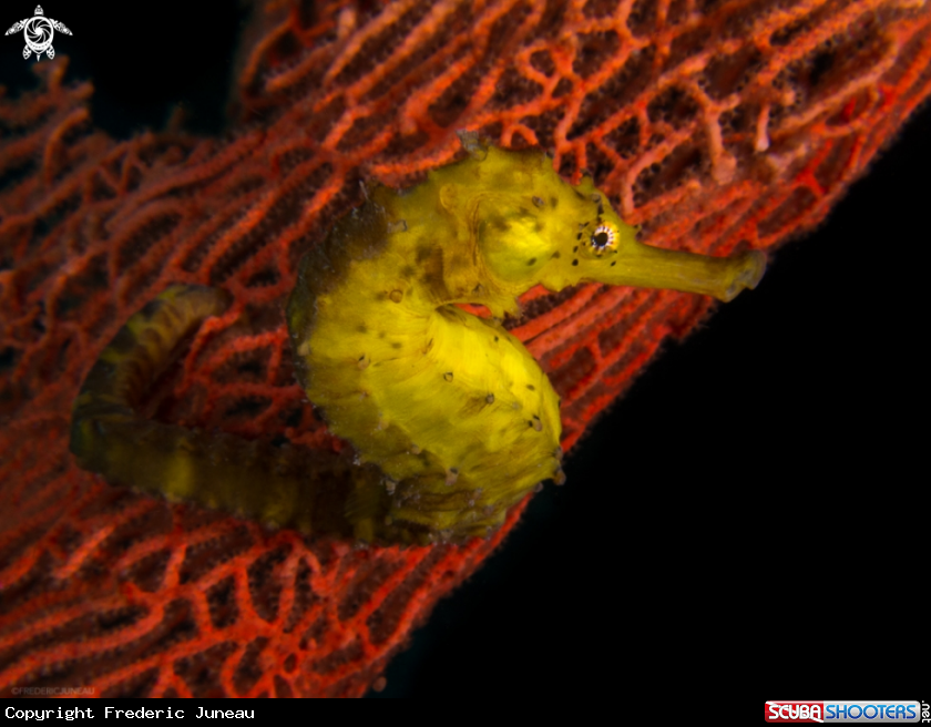 A underwater creature