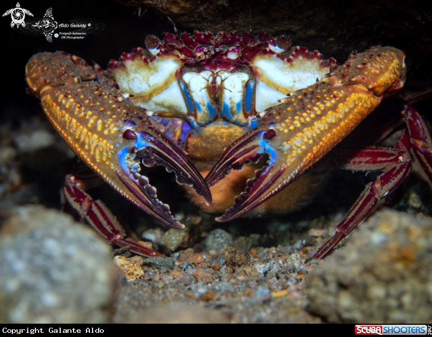 A Crab