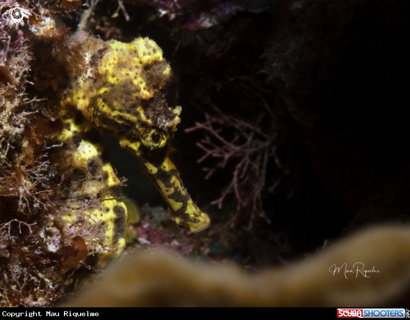 A Longsnout Seahorse