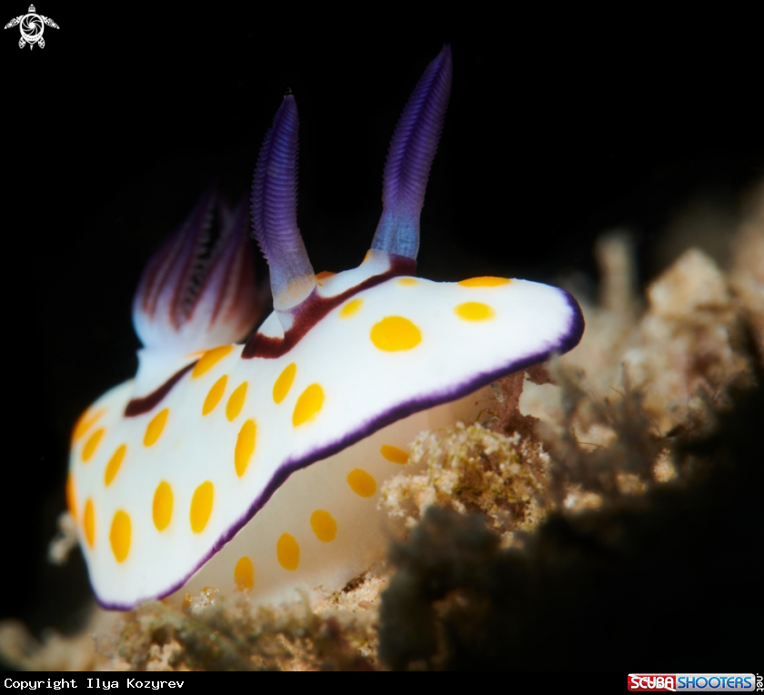 A Goniobranchus annulatus