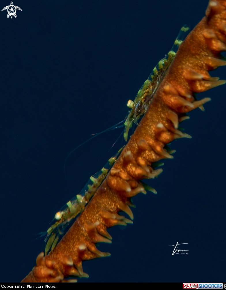 A Wirecoral shrimp