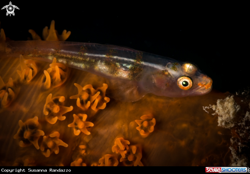 A Coral goby