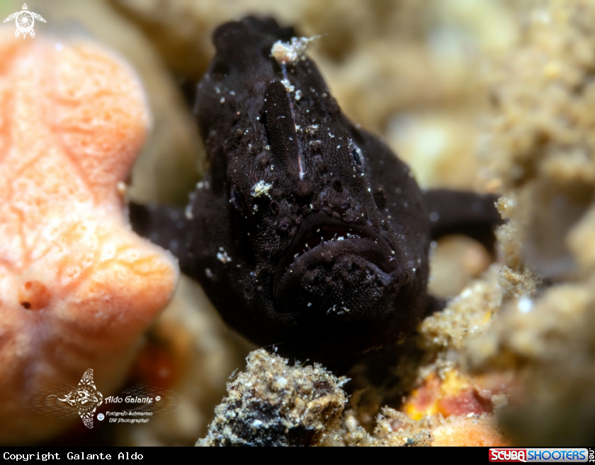 A Frogfish