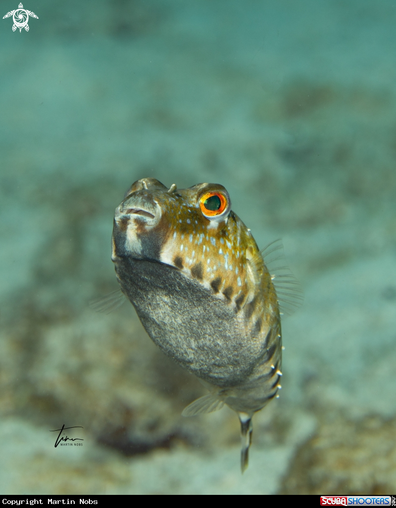A Bandtail Pufferfish