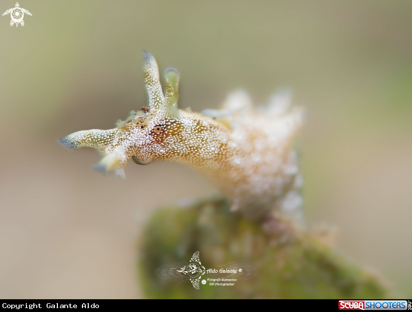 A Sea Slug