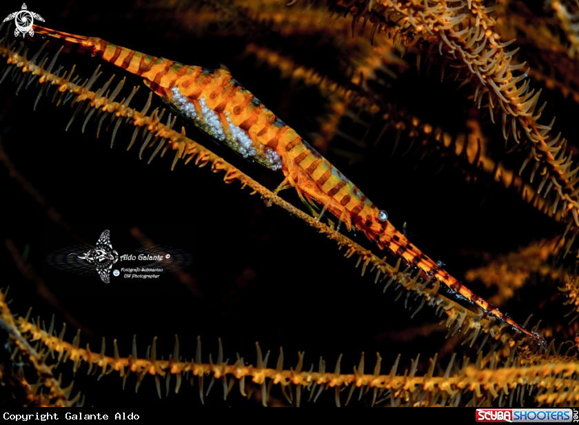 A Banded Tozeuma Shrimp whit Eggs