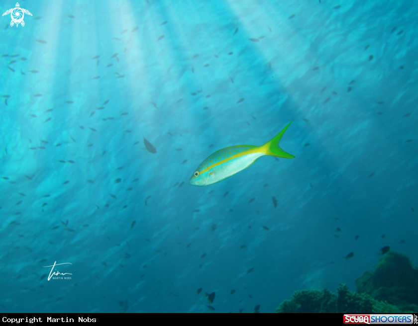 A Yellowtail Snapper