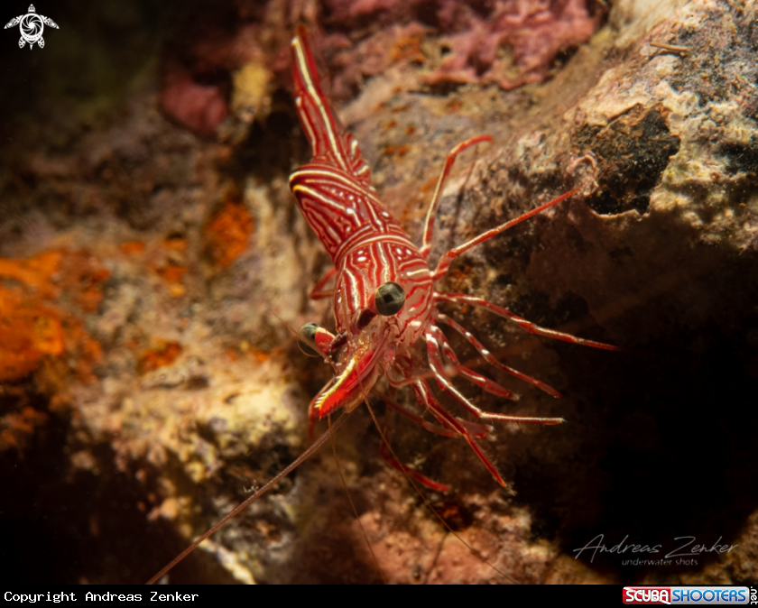 A Durban dancing shrimp