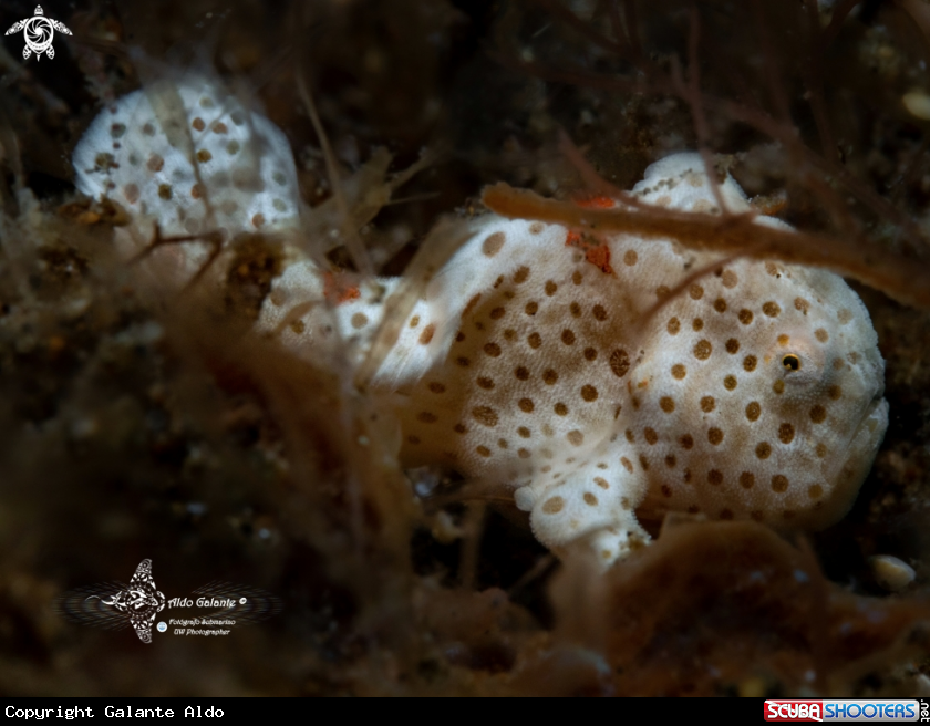 A Frogfish