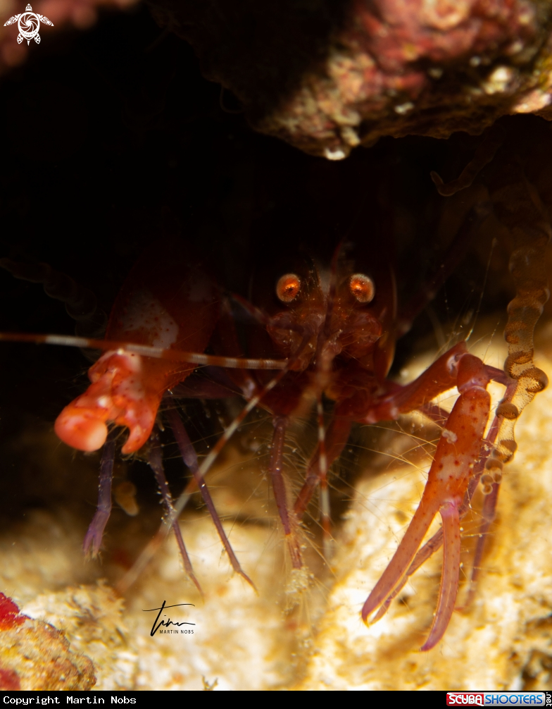 A Snapping Shrimp