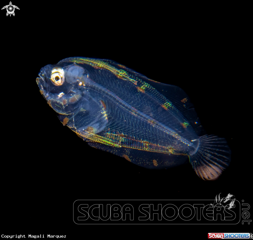 A Flounder larvae 