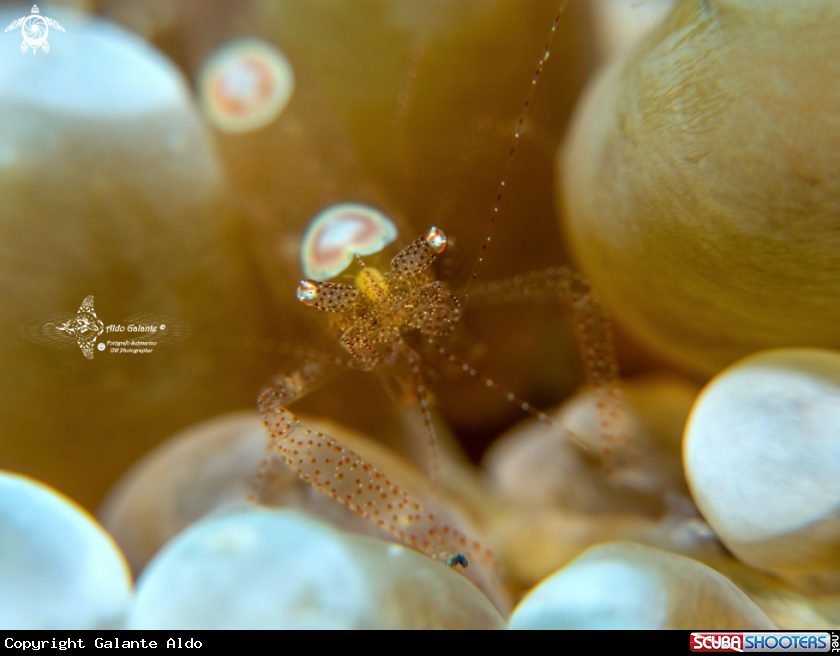 A Eggshell Shrimp