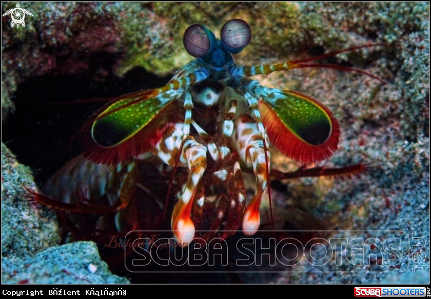 A Mantis Shrimp