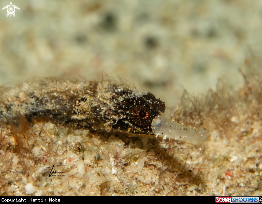 A Whitenose Pipefish