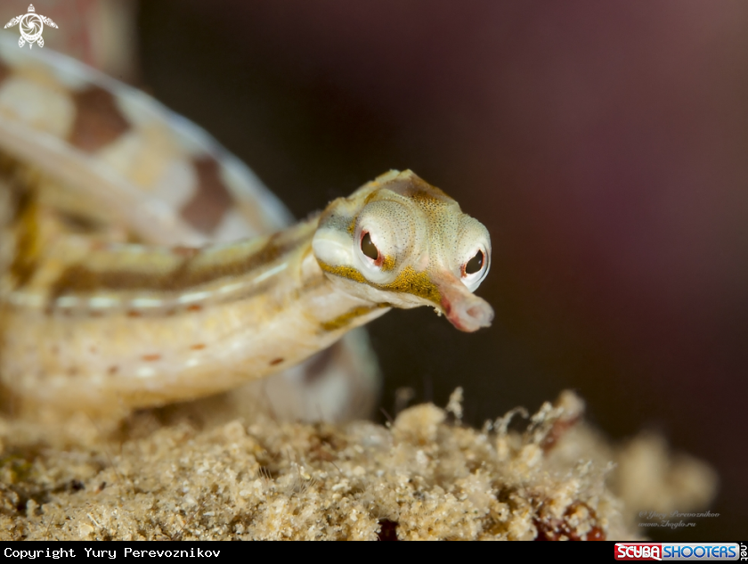 A Pipefish