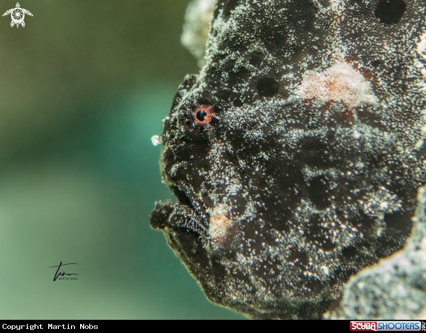 A Frogfish