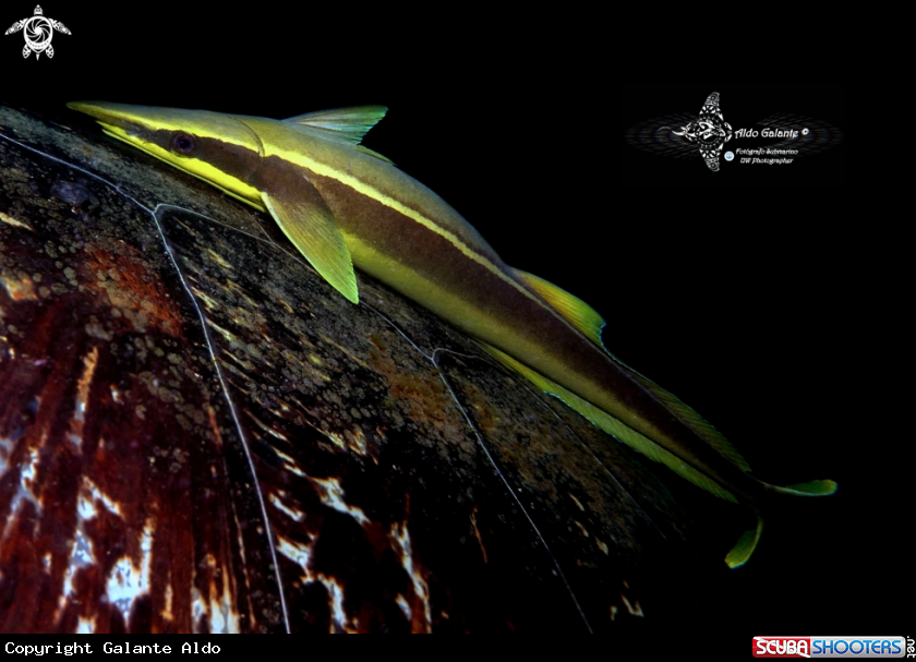 A Remora