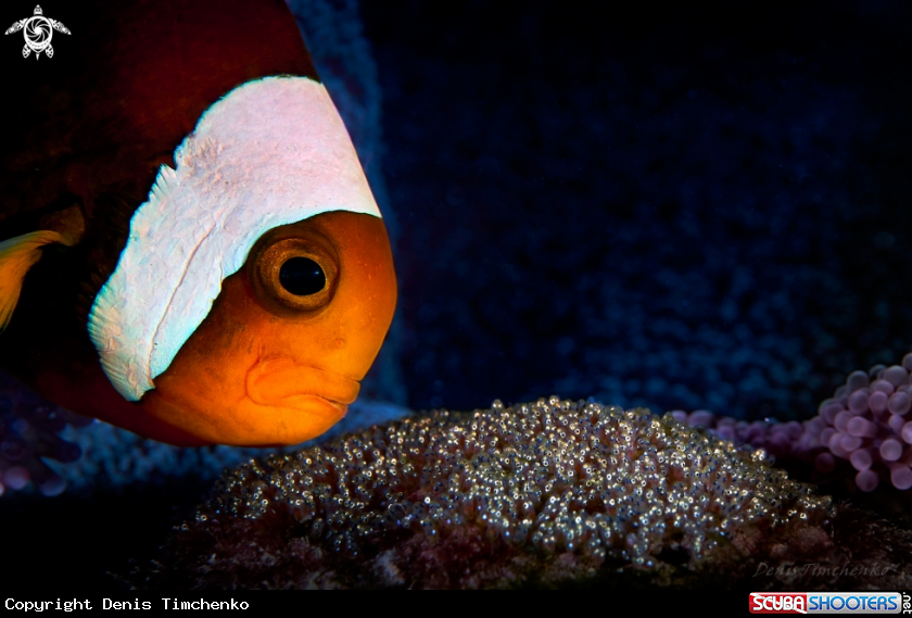 A Clownfish
