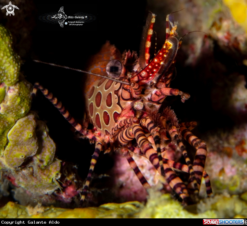 A Marbled Shrimp