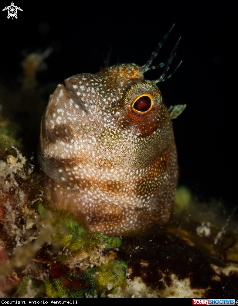 A Goby