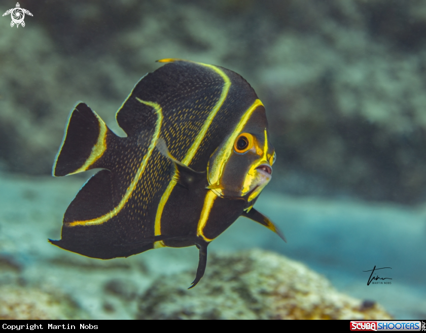 A French Angelfish