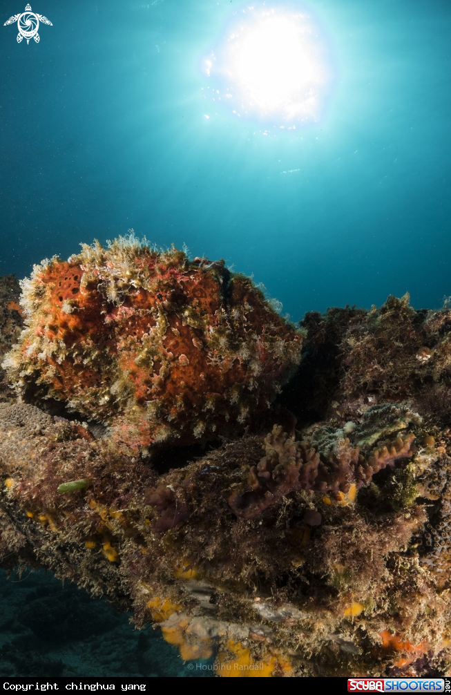 A frog fish