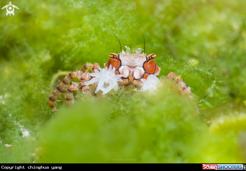 A boxer crab