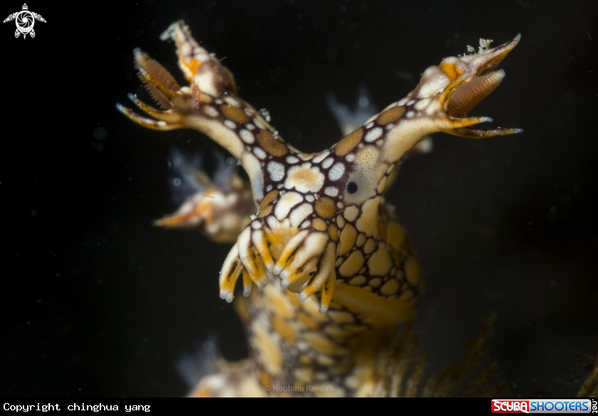 A nudibrach