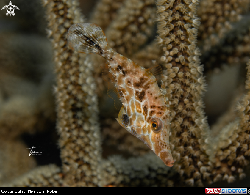 A Slender Filefish