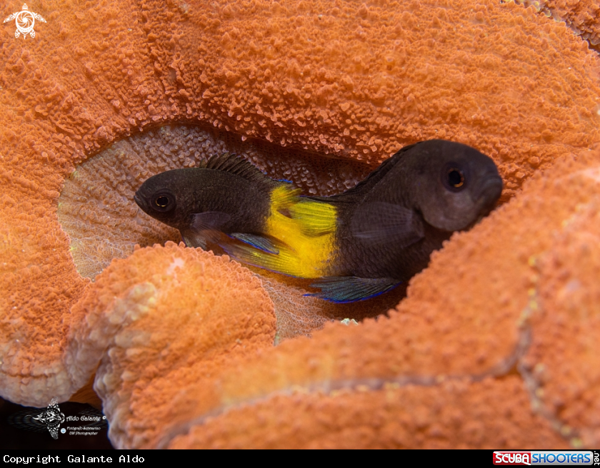 A Damselfish