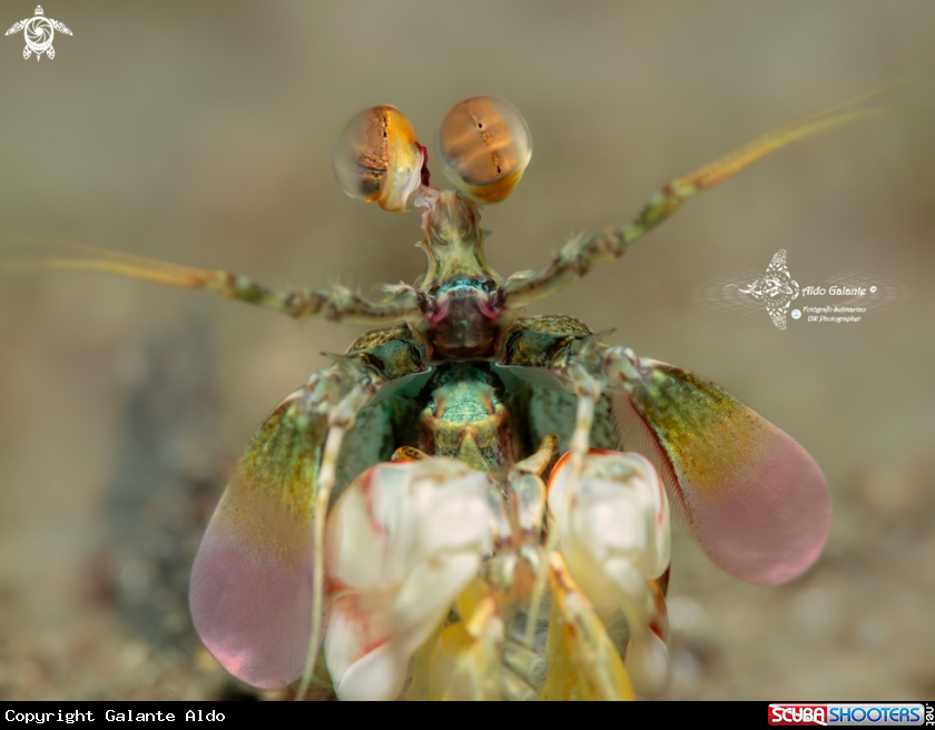 A Mantis Shrimp