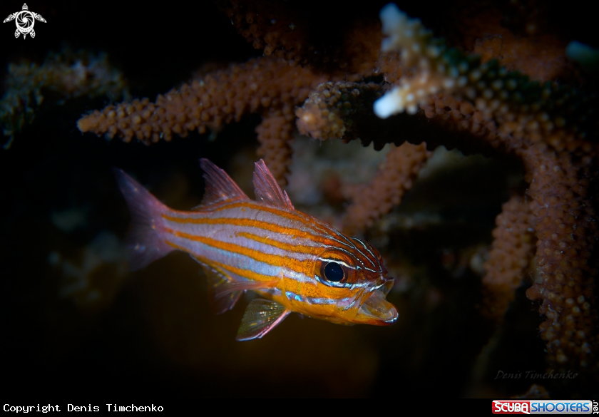 A Cardinalfish