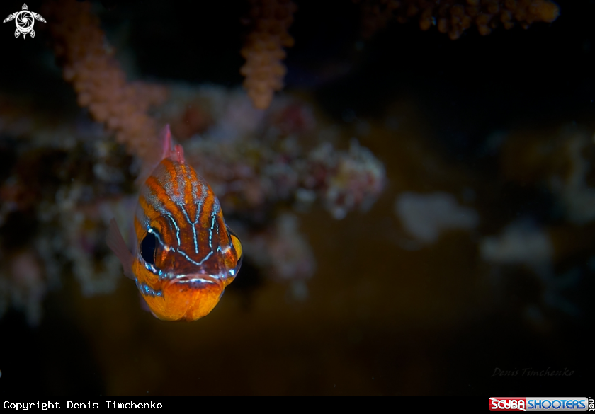 A  cardinalfish