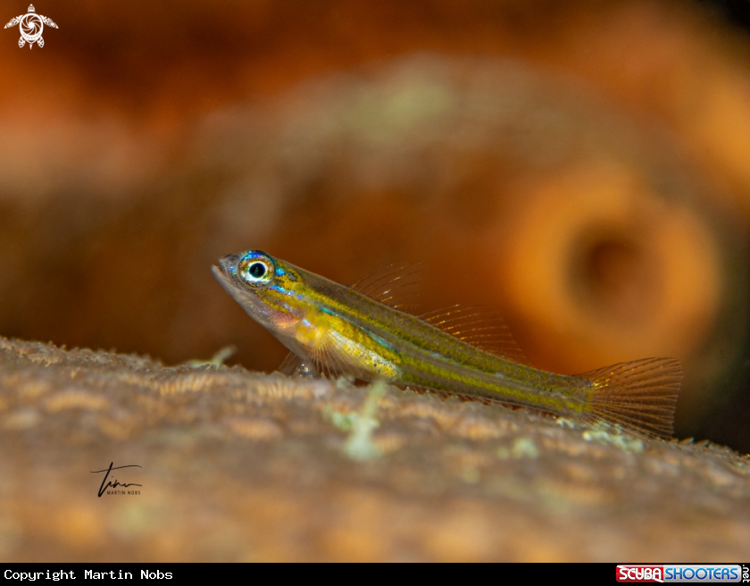 A Peppermint Goby