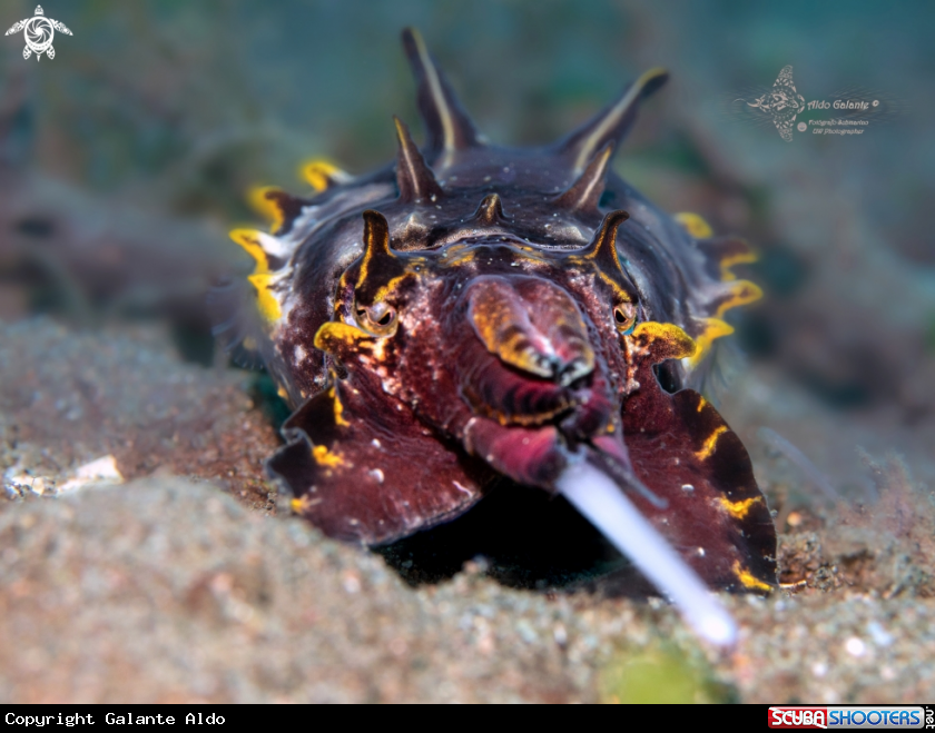 A Flamboyant Cuttlefish 