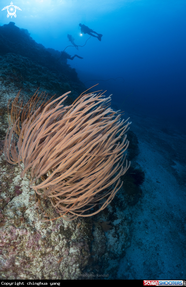A softcoral