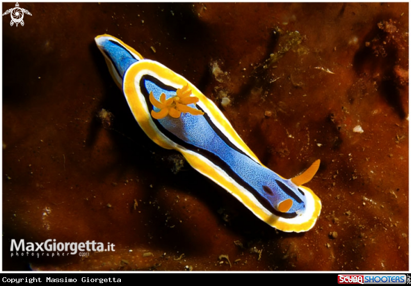 A nudibranch