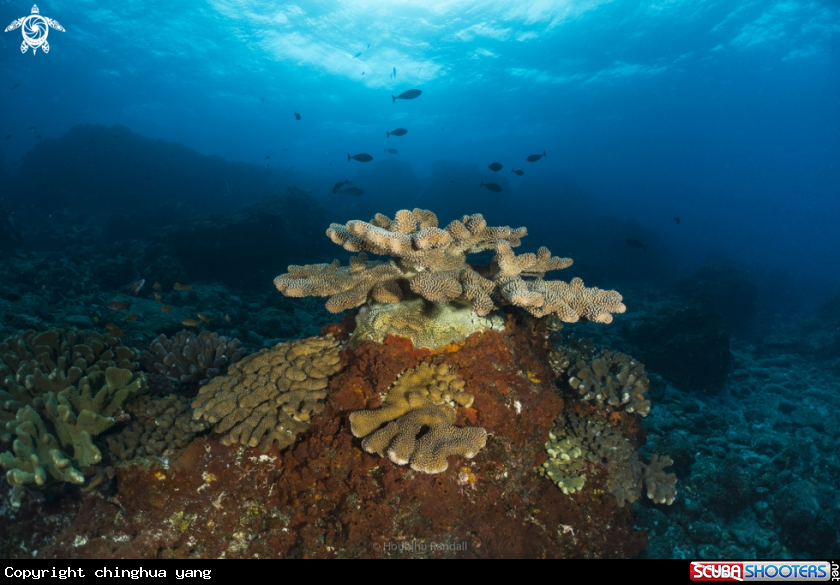 A hardcoral