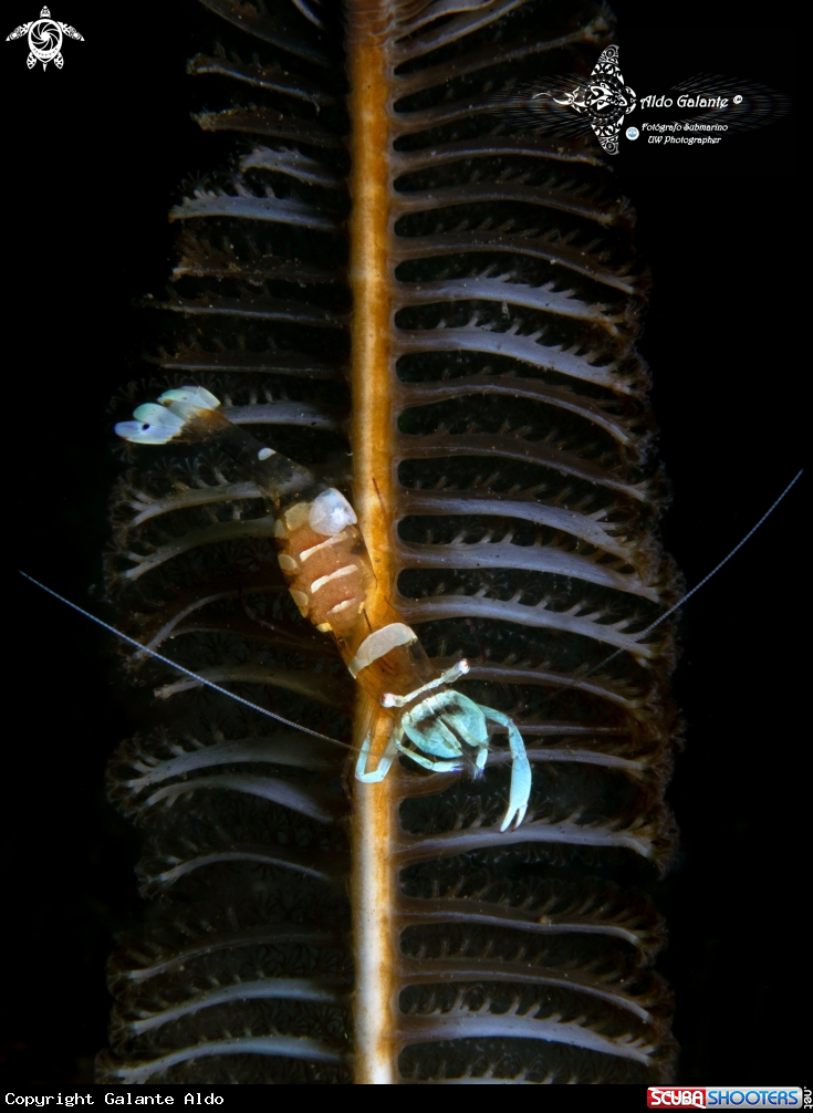 A  Magnificent Shrimp