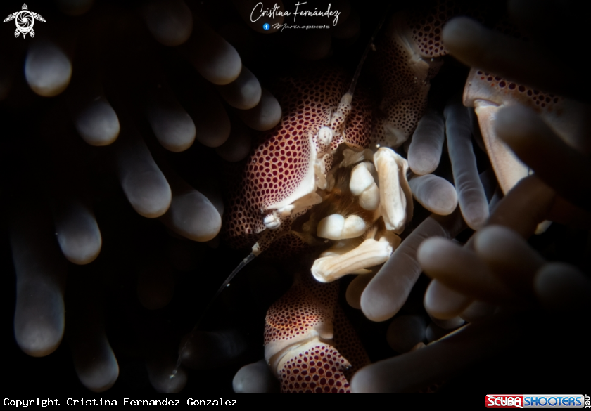 A Porcelain crab