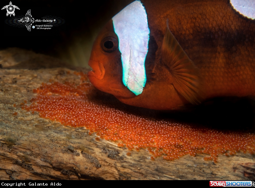 A Saddleback Clownfish